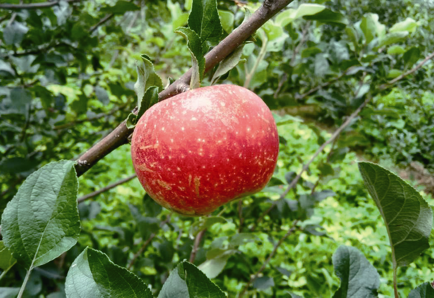 10a